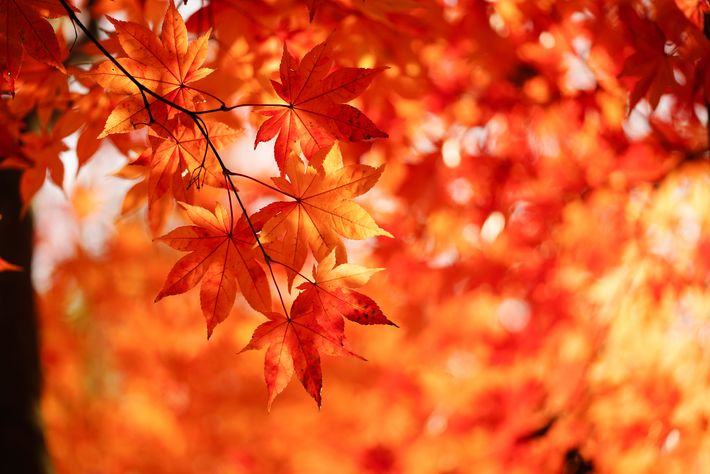 AdobeStock_183707064