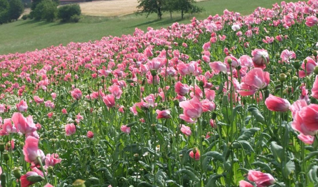 Mohn_2
