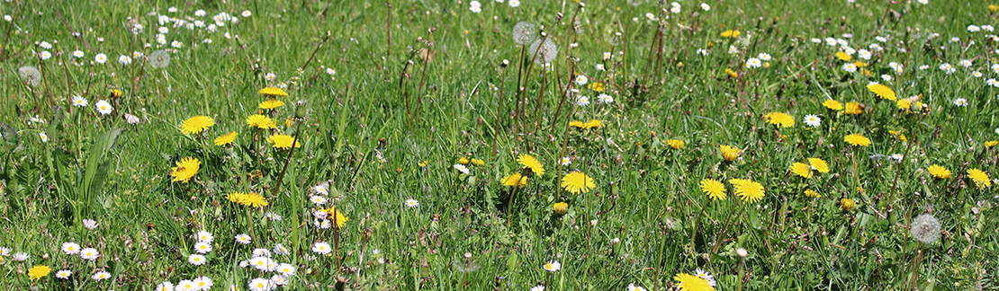 Wildblume