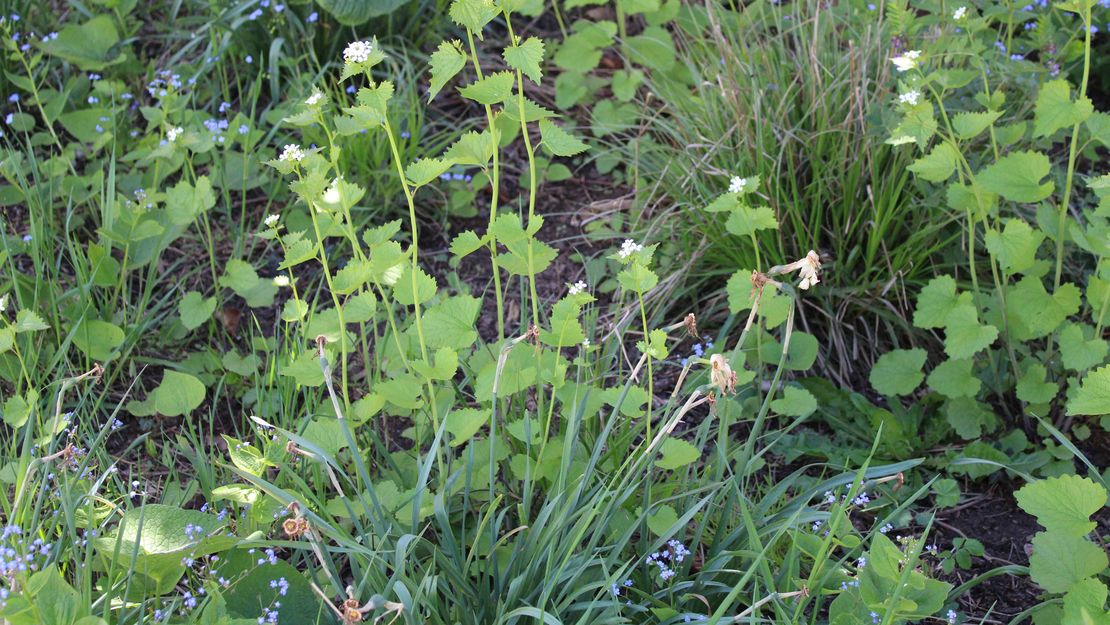 Wildblume