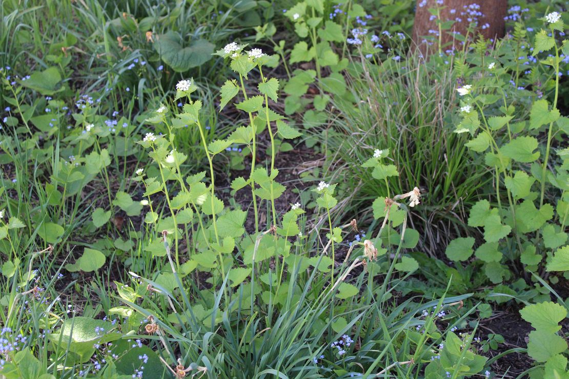 Wildblume