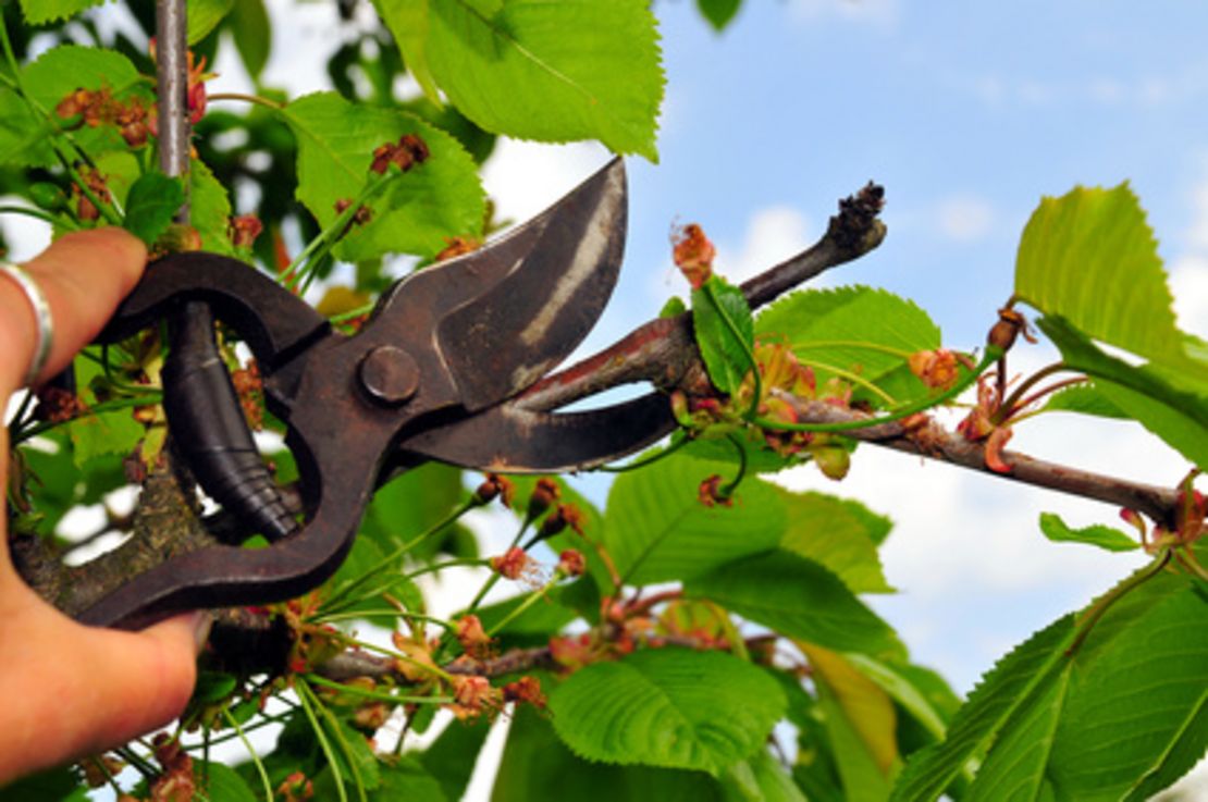 Obstbaumschnitt