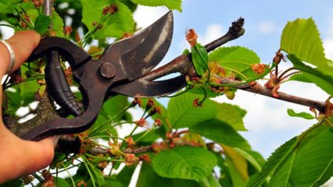 Obstbaumschnitt