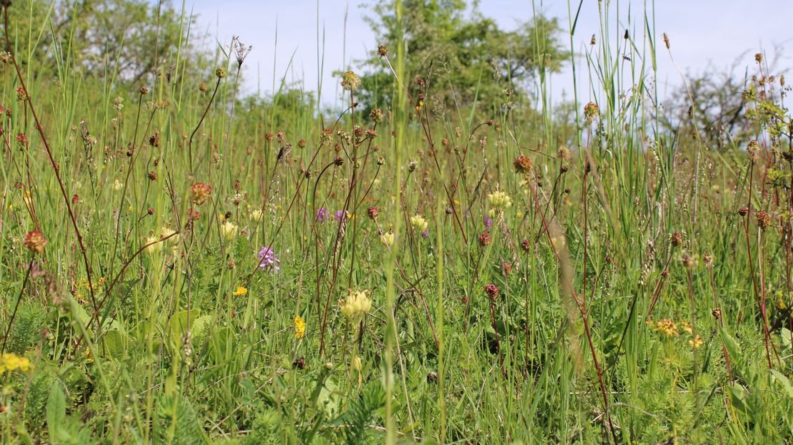 WildblumenKursbild