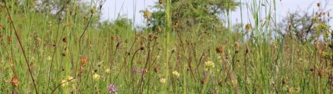 WildblumenKursbild_01